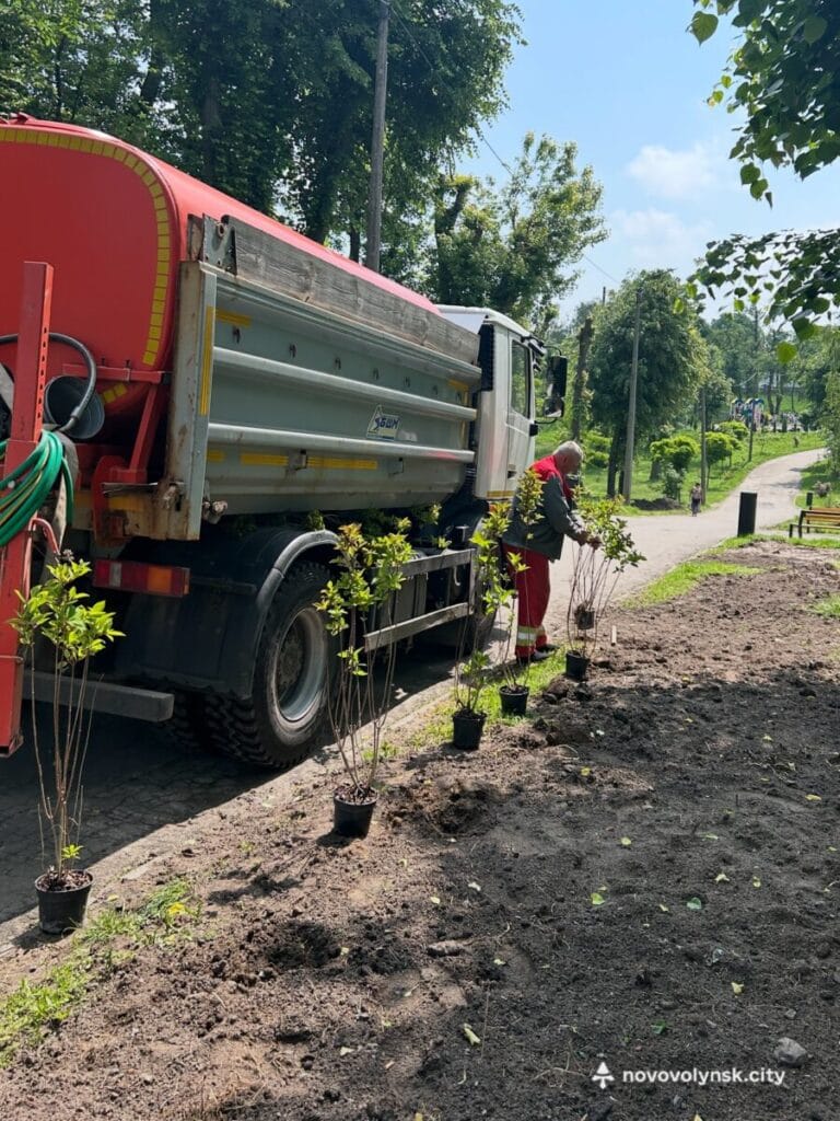 У міському парку Нововолинська висадили 260 саджанців гортензій