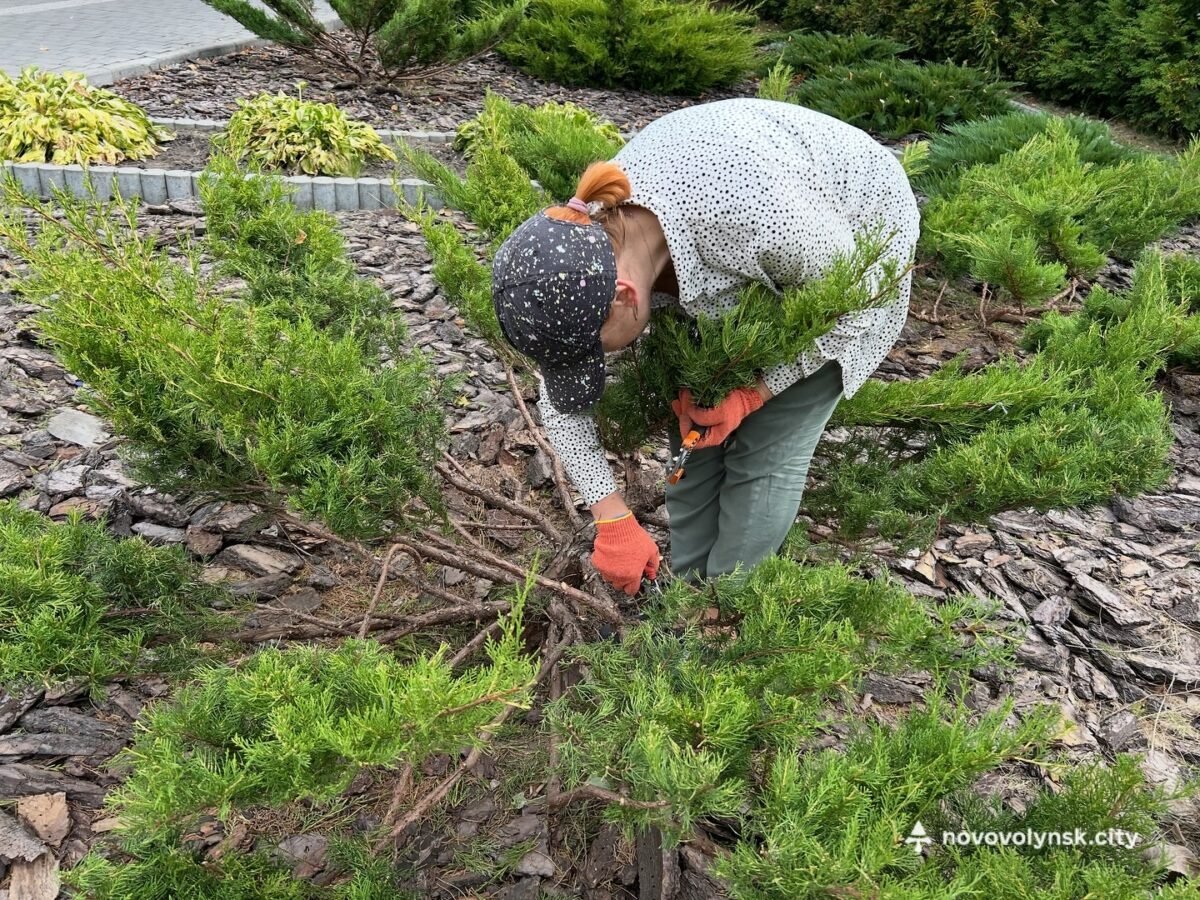 Озеленювачі ВУКГ виконали стрижку кущів за японською технікою